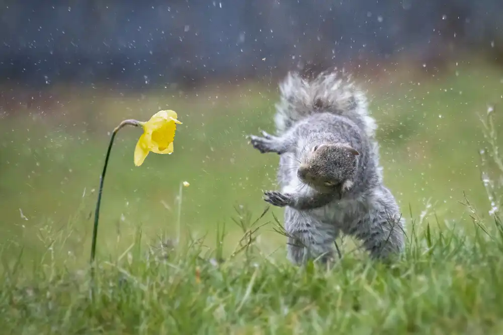 Li, Rob: Danse du printemps