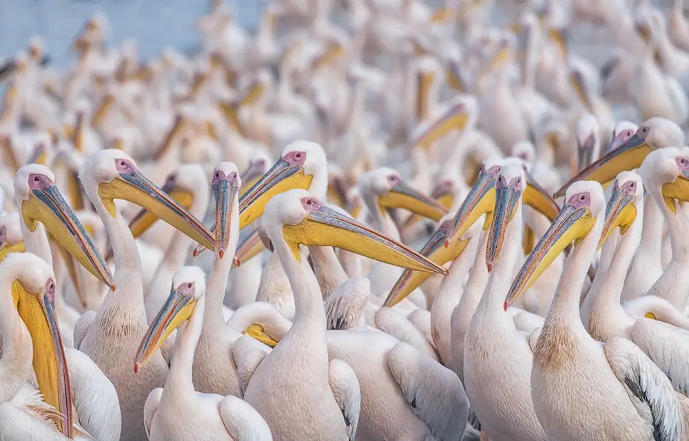 Or, Keren: pelícanos migratorios