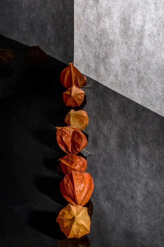 Barkow, Brig: Still life with physalis