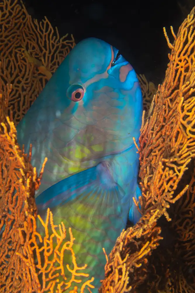 Gabriel, Barathieu: Pesce pappagallo brace