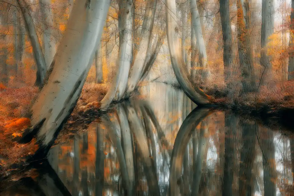 Z, Bingo: Eau d'automne