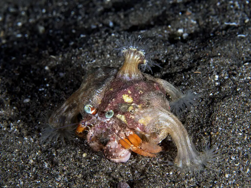 Tov, Ben Ilan: Anemonen-Einsiedlerkrebs (Dardanus pedunculatus)