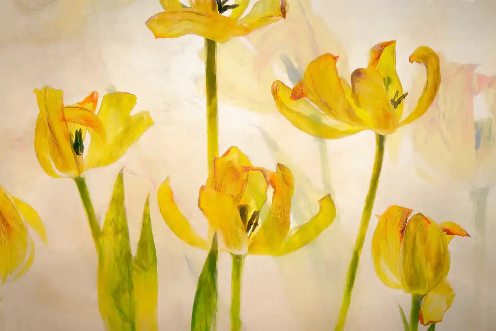 Talen, Nel: Tulipani in fiore