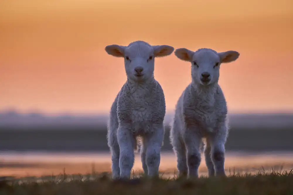 Balzer, Bodo: Lamb Twins