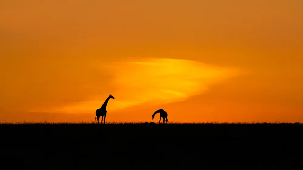 Zhu, Hua: Giraffes