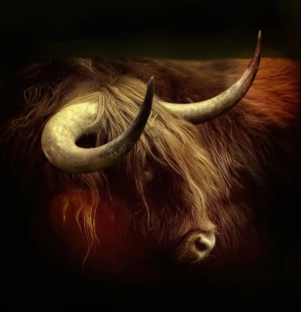 Cseresnjes, Anna: Highlander