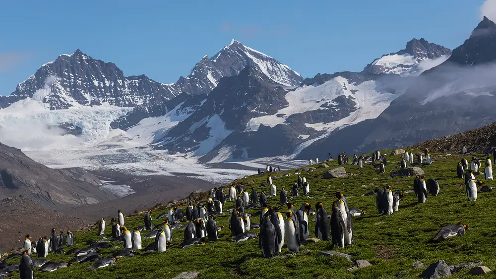 Poreider, Annie: L'Eden dei Pinguini