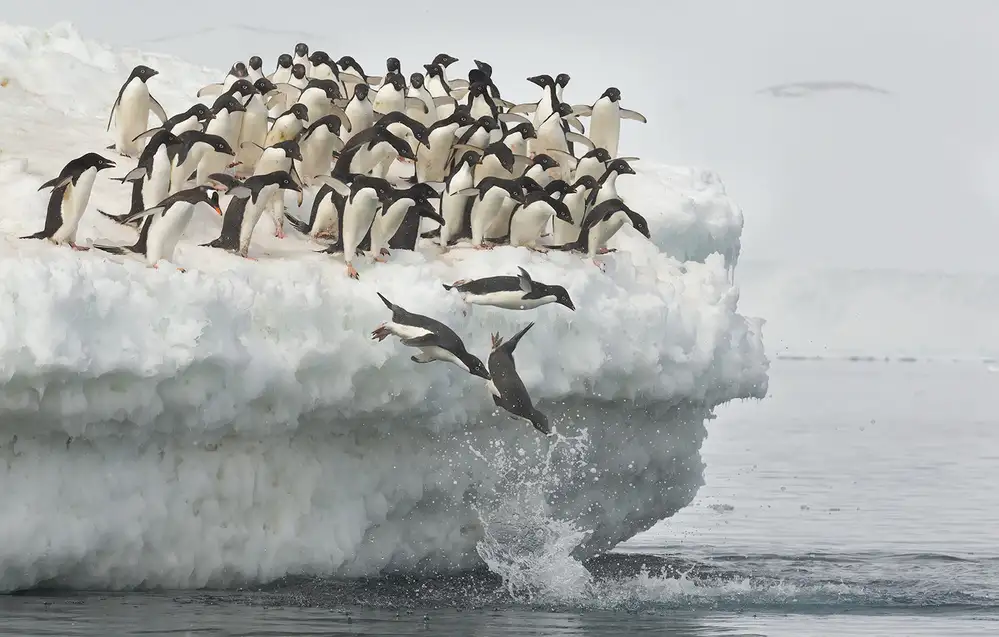 Raga, Gil Joan: Pinguine springen