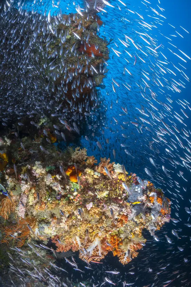 Gabriel, Barathieu: Barriera corallina sotto il sole di Raja Ampat.