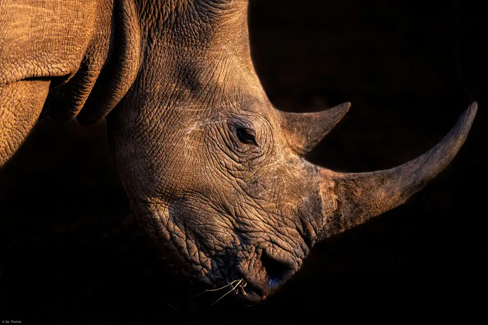 Fischer, Jie: Nashorn