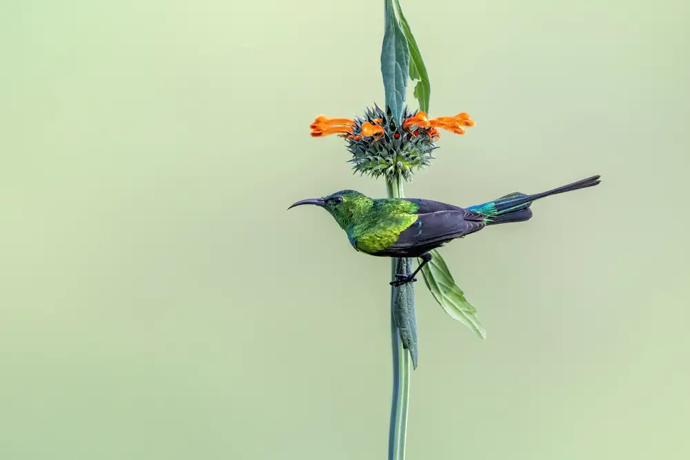 Zuo, Jun: Sonnenvogel