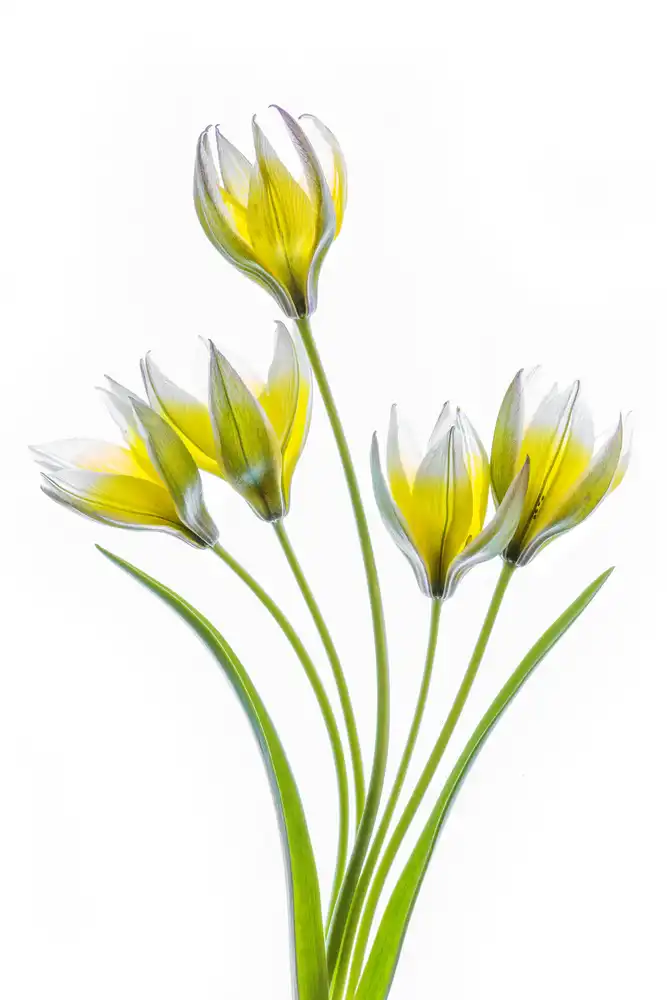 Disher, Mandy: Tulipán