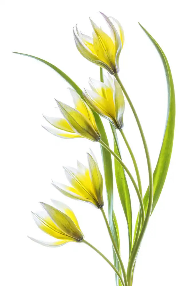 Disher, Mandy: ~Tulipa