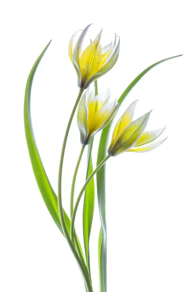 Disher, Mandy: ~~Tulipa~~