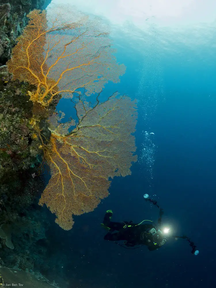 Tov, Ben Ilan: Gorgonia and a diver