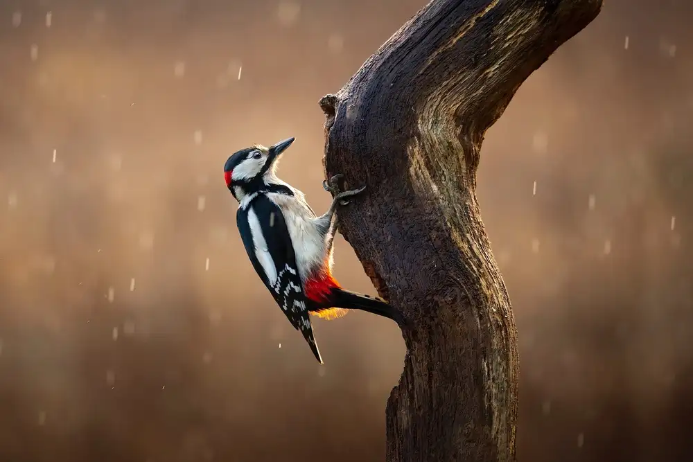 Mahony, O Kieran: Pic sous la pluie