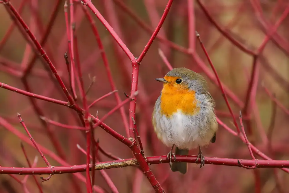 Keizer, Annie: robin in red