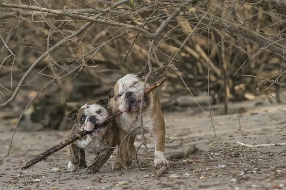 Bosch, den Gert: Branch manager + assistant branch manager