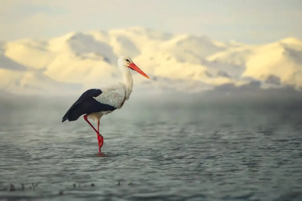 Pezeshki, Sina: White Stork