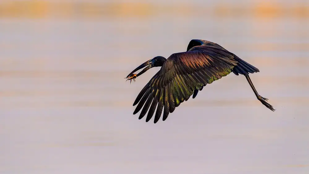 Fischer, Jie: La cigogne et le crabe
