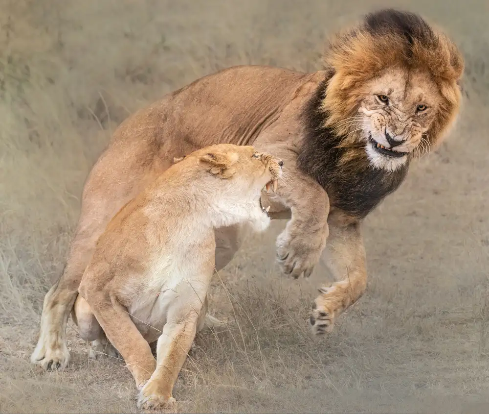 Cai, James: Juguetones Simba y Nala