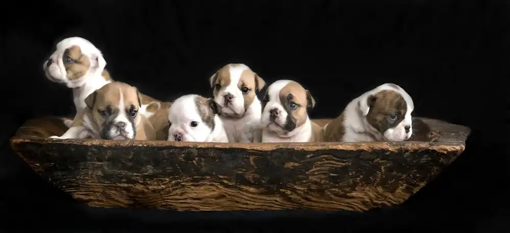 Bosch, den Gert: A bunch of English Bulldog puppies.