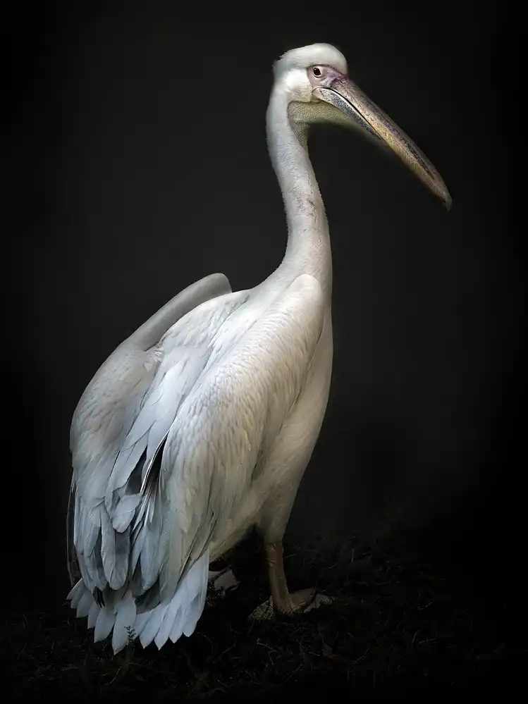 Buye, Pascual Santiago: Pelican portrait