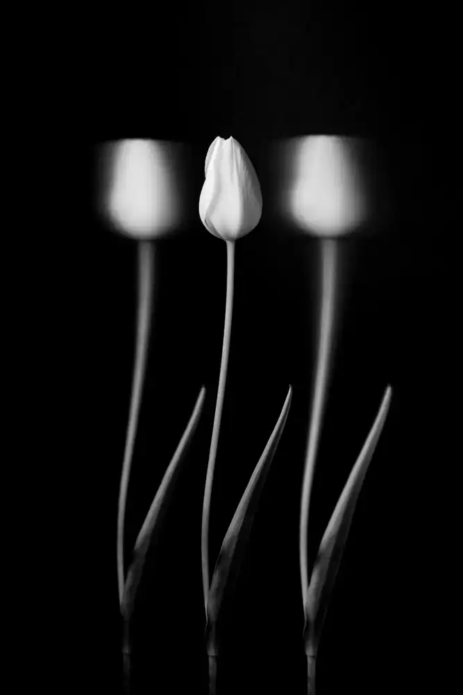 Xu, Tony: tulipanes