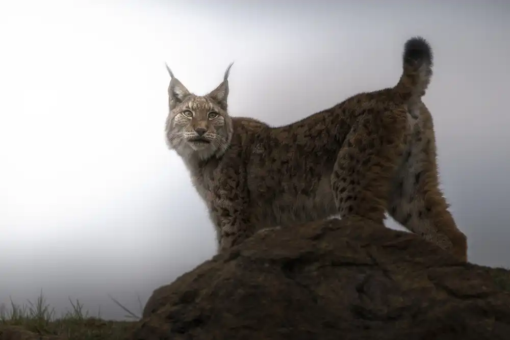 Ruiz, Saavedra Sergio: Lynx in the mist.