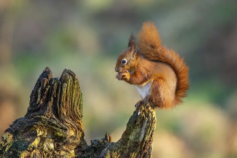 Cooper, Ray: Rotes Eichhörnchen