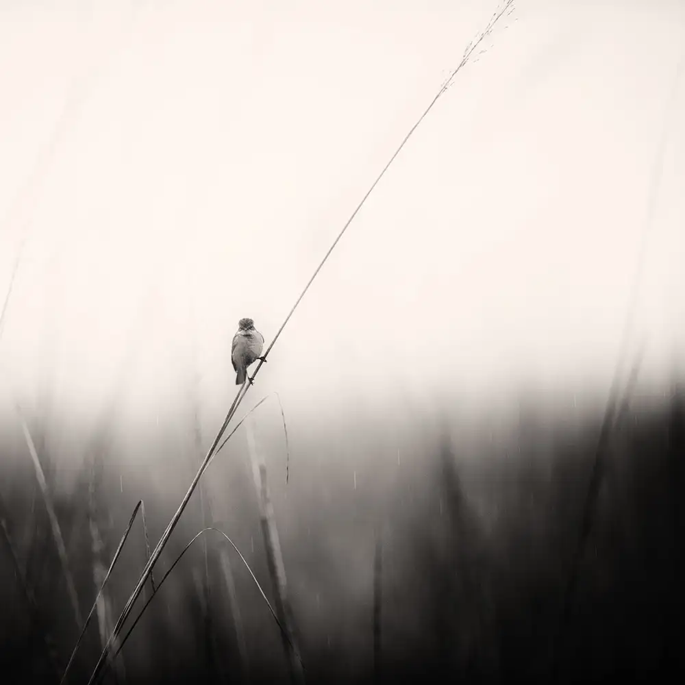 Swapnil: monsoon melodies