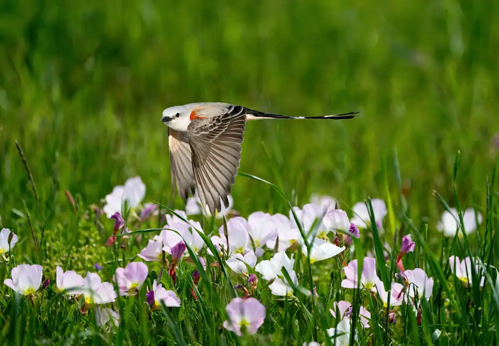 Li, Alex: Scissor-tailed Flycatcher