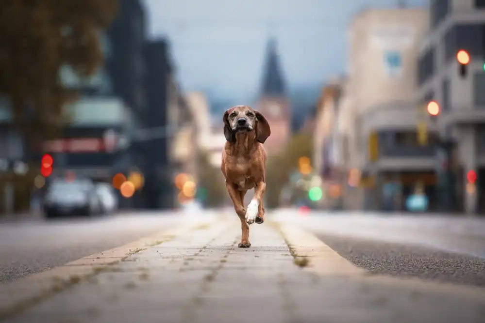 Willers, Heike: Ballerino di strada