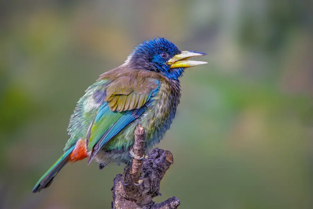 Wedpathak, Rahul: Grand Barbet
