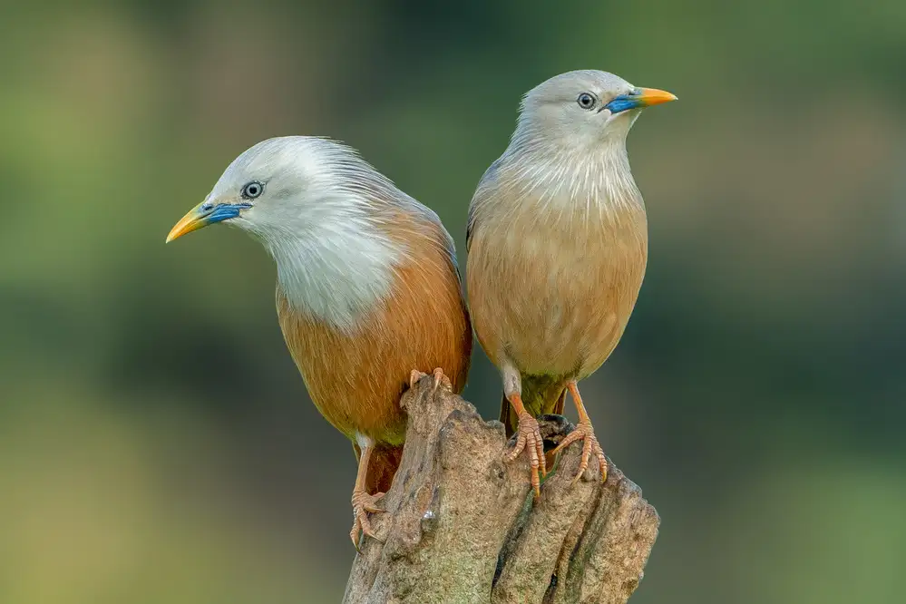 Wedpathak, Rahul: Amoureux