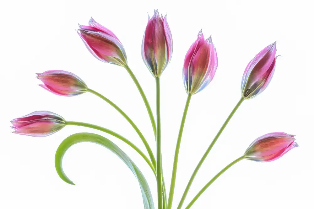 Disher, Mandy: tulipanes