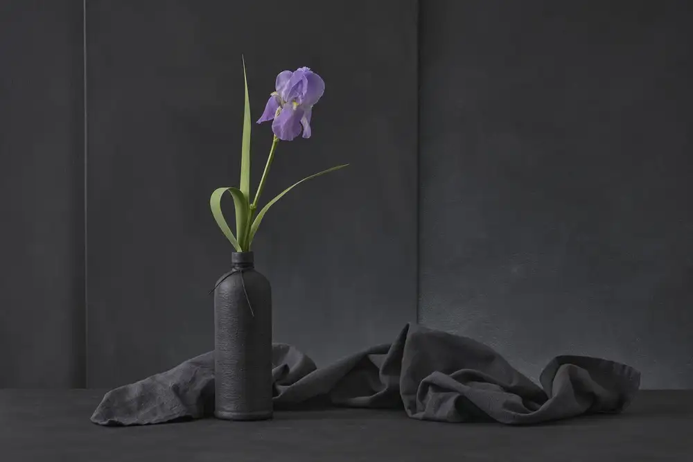 Verot, Christophe: Iris Pallida