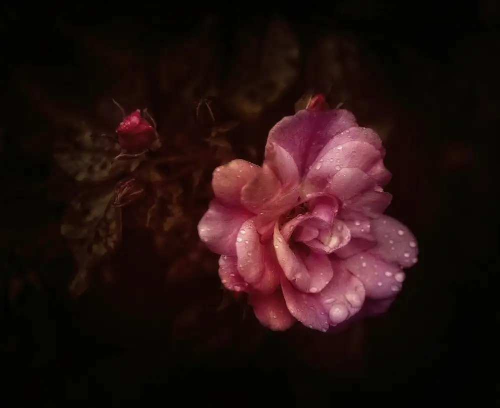 Cseresnjes, Anna: des roses