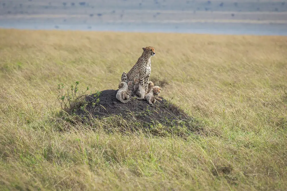 Sink, C. Jeffrey: Křehkost na Serengeti