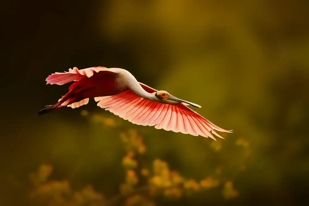 Li, Rob: Flying into the Sun