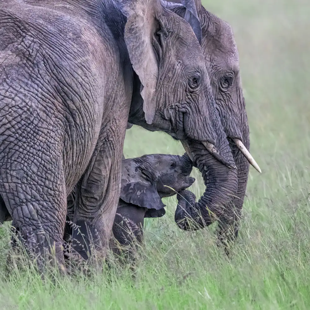 Zuo, Jun: Elefantenfamilie