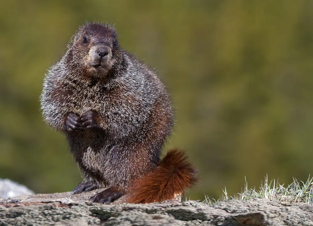 Verdon: Marmota,Marmota monax