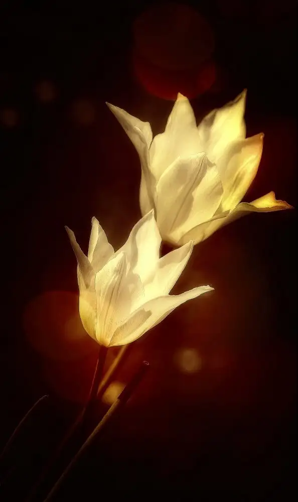 Cseresnjes, Anna: tulipes blanches