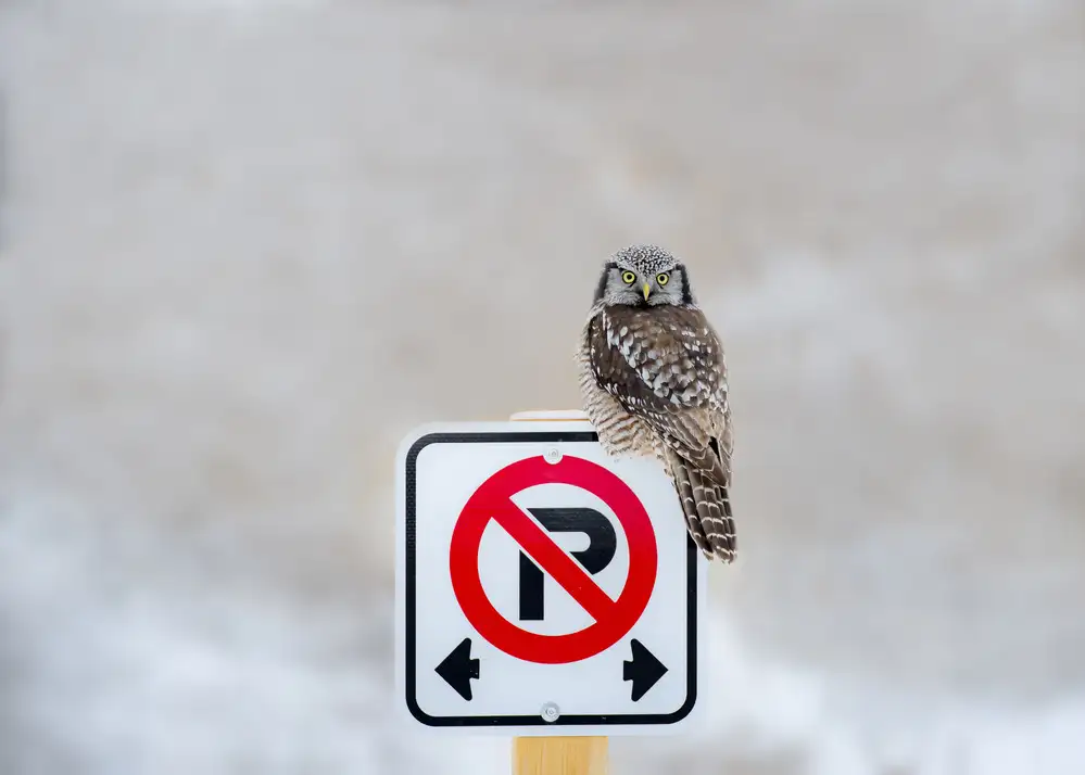Wong, Fion: No Parking