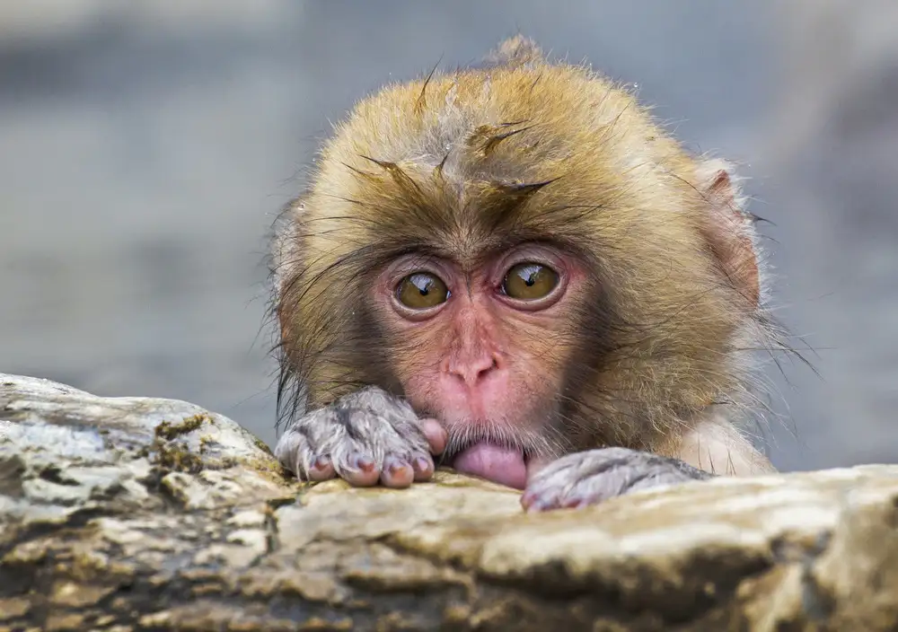 Hartojo, Muliani Angela: Pequeño mono tímido