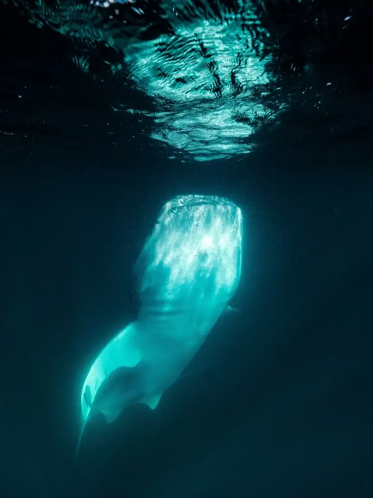 Melesan, Serge: Below the surface