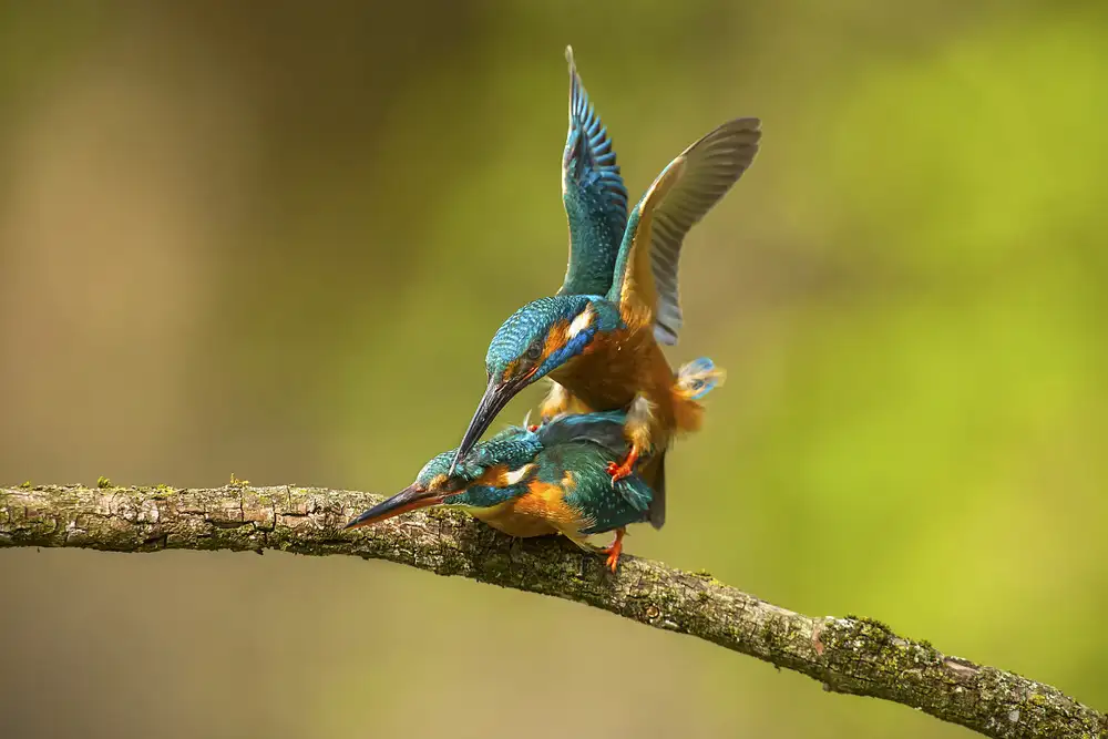Redaelli, Marco: Kingfisher in love