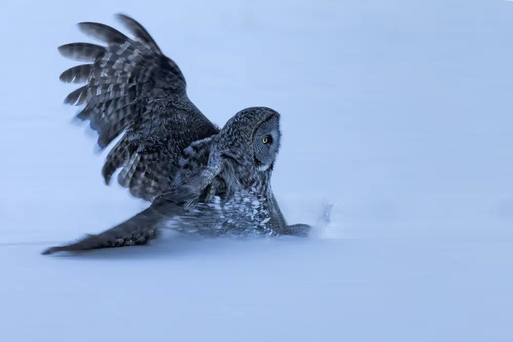 Zuo, Jun: Rutschen im Schnee