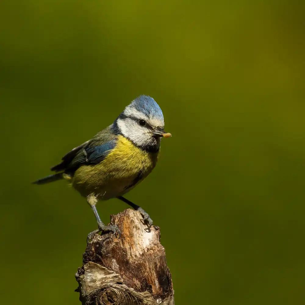 Keizer, Annie: a very busy blue tit
