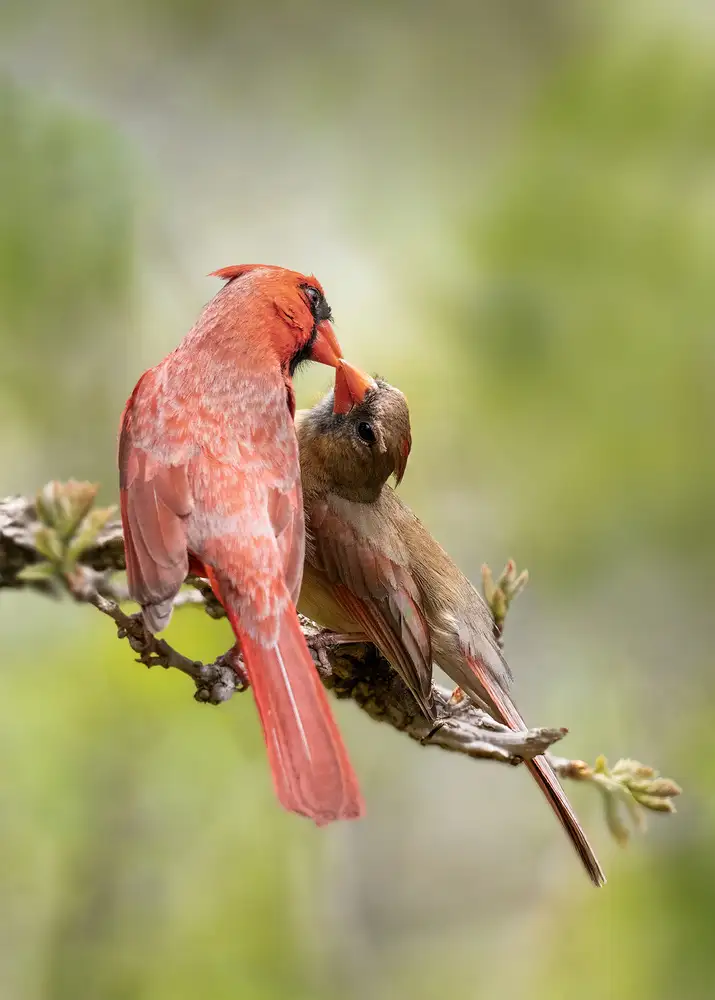 Xu, Leah: des oiseaux s'embrasser